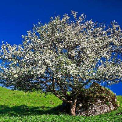 中金：当下或为A股中期相对低点，深调已带来布局良机